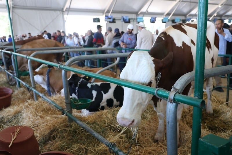 مكناس على موعد مع حدث فلاحي عالمي: انطلاق الدورة الـ18 للملتقى الدولي للفلاحة بالمغرب 