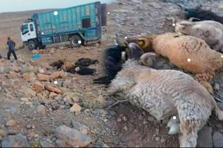 انقلاب شاحنة لنقل الأغنام يستنفر الدرك بضواحي ورزازات 