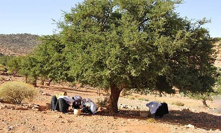 شجرة الأركان عنصر أساسي لمواجهة التحديات البيئية 